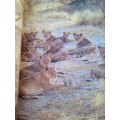 `Prides.  The Lions of Moremi`  Chris Harvey and Pieter Kat.  Hard cover.
