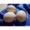 Ostrich egg shells.