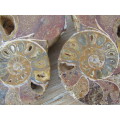 Natural Ammonite Fossil, cut in half, 8cm x 6cm, excellent condition