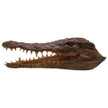 Crocodile Taxidermy Head 26cm x 10c x 7cm