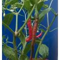 Big Thai Hybrid Chilli Pepper Seeds x5