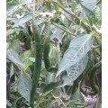 Big Thai Hybrid Chilli Pepper Seeds x5