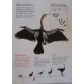 My First Book of South African Birds - Erroll Cuthbert Illustrated by Jennifer Schaum