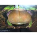 Frog - The Amphibian World Revealed - Thomas Marent - Hardcover - 280 pages