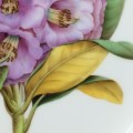 Scarce Spode `Rhododendron` Flower Plate