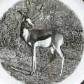 Wedgwood `Kruger National Park` (Springbok) Plate