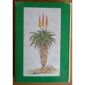 South African Aloes - Revised and Enlarged Edition by Barbara Jeppe