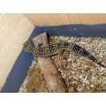female leopard gecko with fully equipped cage.