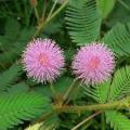 Mimosa Pudica - sensitive plant - flowering - grown from seed -medicinal