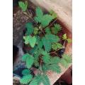 Mimosa Pudica - sensitive plant - flowering - grown from seed -medicinal