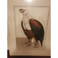 A Beautiful Eagle in a Glass Frame