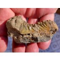 FOSSIL 70MM LONG TRILOBYTE (AT LEAST 230 MILLION YEARS OLD) STILL IN ROCK FORMATION