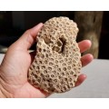 BEAUTIFUL PIECE OF BLUSHING STAR CORAL FOSSIL