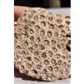 BEAUTIFUL PIECE OF BLUSHING STAR CORAL FOSSIL