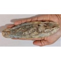 FOSSIL FISH FROM MOROCCO PRESERVED WITH AMAZING DETAIL IN 3D MANNER - 15,5CM LONG - 100 MIL YRS