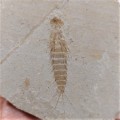 FOSSIL NYMPH INSECT 50MIL YRS FROM GREEN RIVER FORMATION USA PRESERVED WITH AMAZING DETAILS WITH LEG