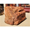 PETRIFIED WOOD FOSSIL FROM NAMIBIA 280 MILLION YEARS OLD