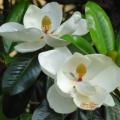 6 Magnolia grandiflora Seeds - Southern Magnolia Tree Seeds To Buy in South Africa