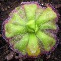 10+ Drosera cuneifolia Seeds - Indigenous Insectivorous Carnivorous Sundew Plant