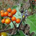 5 Solanum anguivi Seeds - Forest Bitterberry Indigenous South African Flowering Shrub Edible Fruit