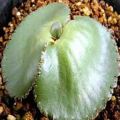 Crassula capensis Seeds +Get FREE Seeds with ALL Orders - Indigenous South African Succulent