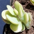 10+ Kalanchoe alticola Seeds - Indigenous South African Succulent Seeds - Worldwide Shipping