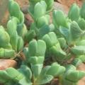 5 Braunsia apiculata Seeds - Indigenous South African Endemic Mesemb Succulent - Global Shipping