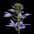 Calanthe sylvatica Seeds - Indigenous South African Orchid Seeds - Global Shipping