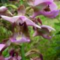 10+ Eulophia horsfallii Seeds - Indigenous South African Orchid Seeds - Global Shipping
