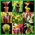 10 Mixed Pitcher Plant Seeds - Carnivorous Sarracenia Mixed Species, Varieties and Hybrids Seeds