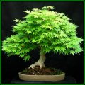 Acer japonicum - Full Moon Maple Bonsai - 5 Seeds + FREE Gifts Seeds + Bonsai eBook, NEW