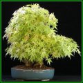 Acer japonicum - Full Moon Maple Bonsai - 5 Seeds + FREE Gifts Seeds + Bonsai eBook, NEW