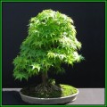 Acer japonicum - Full Moon Maple Seeds + FREE Gifts Seeds + Bonsai eBook, NEW