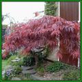 Acer palmatum atropurpureum dissectum - 5 Seeds - Red Lace Leaf Japanese Maple Tree or Shrub, NEW