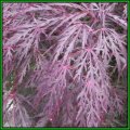 Acer palmatum atropurpureum dissectum - 5 Seeds - Red Lace Leaf Japanese Maple Tree or Shrub, NEW