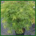 Acer palmatum dissectum - 5 Seeds - Lace Leaf Japanese Maple Tree or Shrub, NEW
