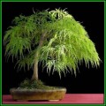 Acer palmatum dissectum Bonsai - 5 Seeds + FREE Gifts Seeds + Bonsai eBook, NEW