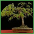 Acer palmatum dissectum Bonsai Seeds + FREE Gifts Seeds + Bonsai eBook, NEW