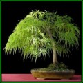 Acer palmatum dissectum Bonsai Seeds + FREE Gifts Seeds + Bonsai eBook, NEW