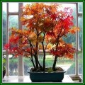 Acer pseudosieboldianum Bonsai - 5 Seeds - Korean Maple + FREE Gifts Seeds + Bonsai eBook, NEW