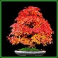 Acer pseudosieboldianum Bonsai - 5 Seeds - Korean Maple + FREE Gifts Seeds + Bonsai eBook, NEW