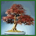 Acer rubrum - Red Maple, Red Swamp Maple Bonsai Seeds + FREE Gifts Seeds + Bonsai eBook, NEW