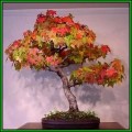 Acer rubrum - Red Maple, Red Swamp Maple Bonsai Seeds + FREE Gifts Seeds + Bonsai eBook, NEW