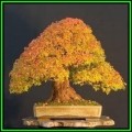 Acer rubrum - Red Maple, Red Swamp Maple Bonsai - 10 Seeds + FREE Gifts Seeds + Bonsai eBook, NEW