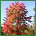 Acer rubrum Seeds - Red Maple, Red Swamp Maple or Soft Maple Tree or Shrub, NEW