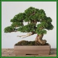 Chamaecyparis obtusa - Japanese White Cedar, Hinoki Cypress Seeds + FREE Bonsai EBook - New