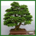 Chamaecyparis obtusa - Japanese White Cedar, Hinoki Cypress Seeds + FREE Bonsai EBook - New