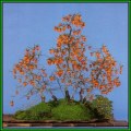 Diospyros virginiana Bonsai - American persimmon - 5 Seed Pack + Bonsai eBook - Exotic New