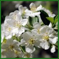 Malus sargentii Seeds - Sargent Crabapple - Exotic Frost Hardy Flowering Shrub, NEW
