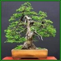 Picea jezoensis - Jezo Spruce Bonsai - 10 Seeds + FREE Gifts Seeds + Bonsai eBook, NEW